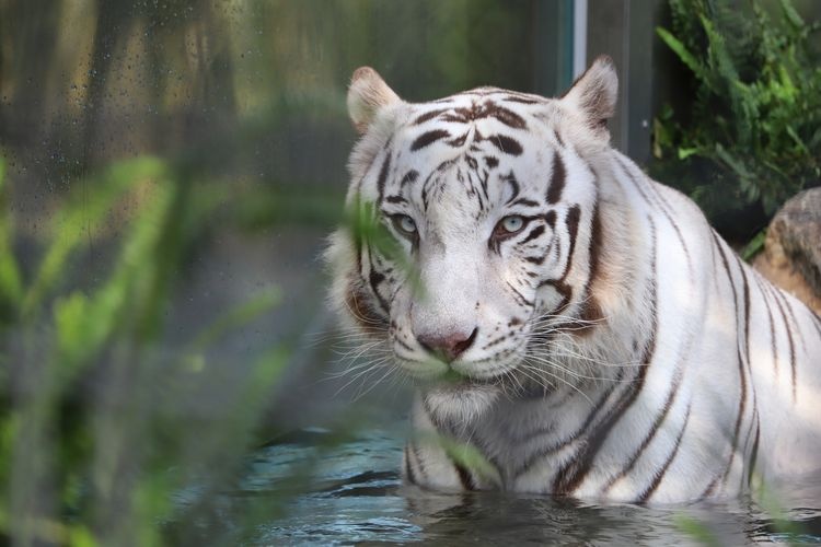 Tourist destination images of Kagoshima City Hirakawa Zoo(2)