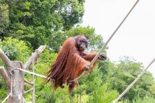 Tourist destination images of Kagoshima City Hirakawa Zoo(3)