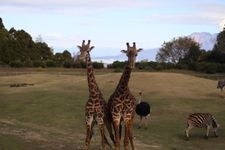 Tourist destination images of Kagoshima City Hirakawa Zoo(1)