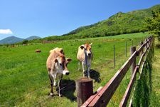 Tourist destination images of Hiruzen Kogen Bell of Love(3)