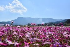 산코 코스모스 정원의 관광지 사진(3)