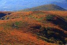 栗駒山（いわかがみ平）の観光地画像(2)