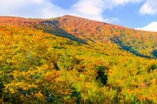 栗駒山（いわかがみ平）の観光地画像(4)