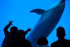 Tourist destination images of Nagoya Port Aquarium(4)