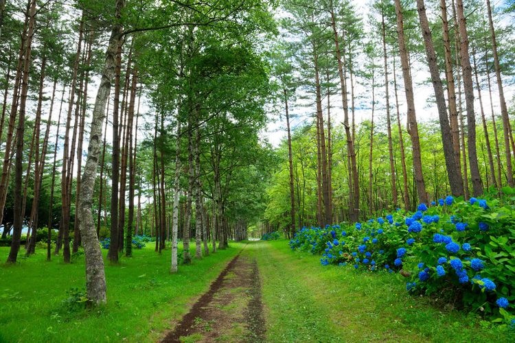 Iwate Prefectural Forest Park