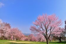 Tourist destination images of Iwate Prefectural Forest Park(4)