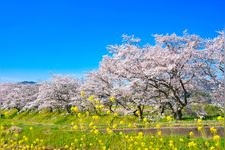 Tourist destination images of Hosshoji River Cherry Blossoms(3)