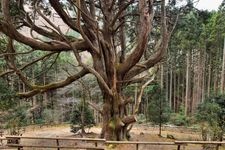 椎叶村十根川（传统建造物群保存地区）的旅游景点图片(2)