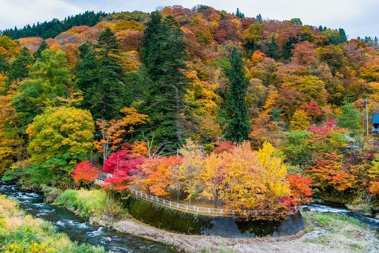 Nakano Momiji-yama (Nakano-jinja) 3