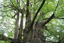 Tourist destination images of Ichinomiya Nukisaki Shrine(3)