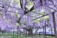 西寒多神社的旅游景点图片(1)