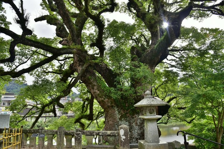 ศาลเจ้าโยโดฮิเมะ (Yodohime Shrine) 3