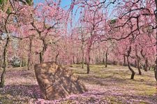 Tourist destination images of Jonan-gu Shrine(1)