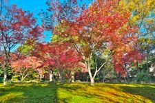 Tourist destination images of Jonan-gu Shrine(4)