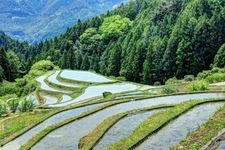 Tourist destination images of Kashihara Rice Terraces(1)