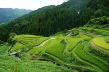 Tourist destination images of Kashihara Rice Terraces(2)