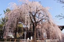 Tourist destination images of Daiho-onji Temple(4)