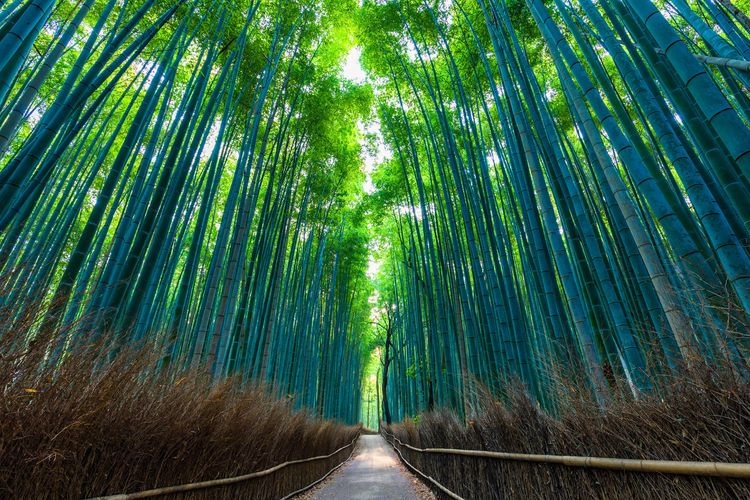 Sagano Bamboo Grove Path