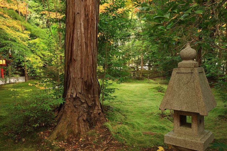 노미야 신사(野宮神社) 2