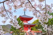 Tourist destination images of Daikaku-ji Temple(3)