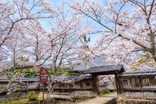 Tourist destination images of Daikaku-ji Temple(7)