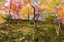 Tourist destination images of Jojakko-ji Temple(7)