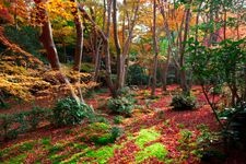 Tourist destination images of Giouji Temple(3)