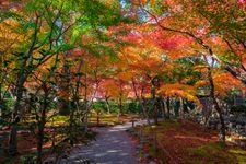 Tourist destination images of Adashino Nenbutsu-ji Temple(4)