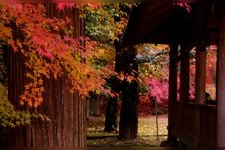 Tourist destination images of Hokkezan Ichijoji Temple(3)