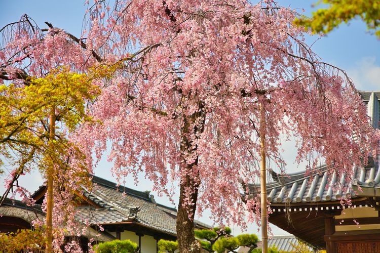 法金剛院 3