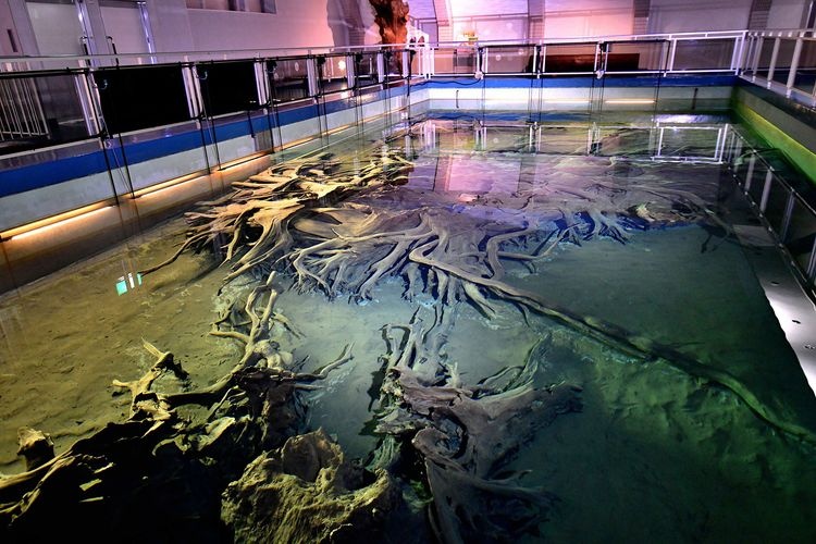 Uozu Submerged Forest Museum