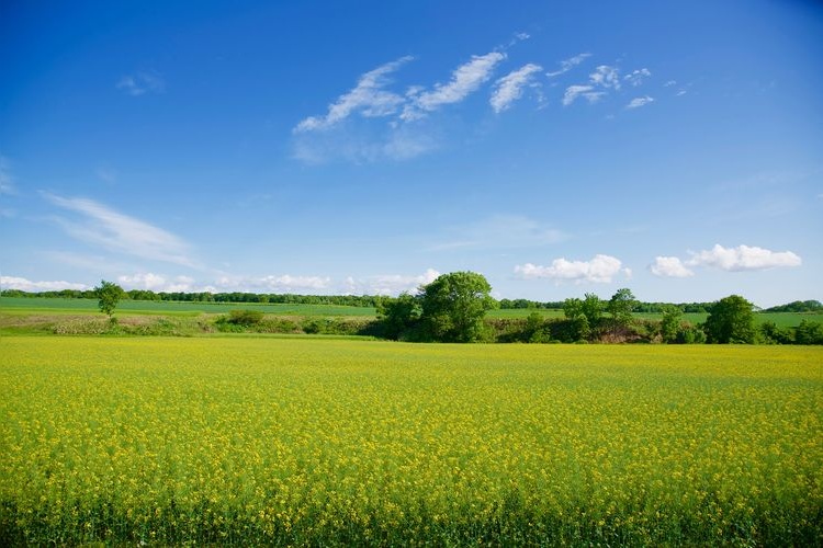 Takikawa Nanohana Matsuri ~Rapeseed Flowers Blooming on the Hills~