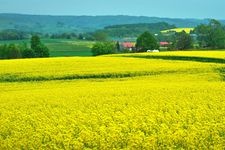 Tourist destination images of Takikawa Nanohana Matsuri ~Rapeseed Flowers Blooming on the Hills~(2)