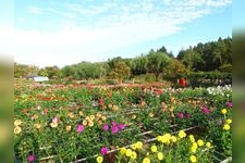 Tourist destination images of Sera Lily Garden(1)