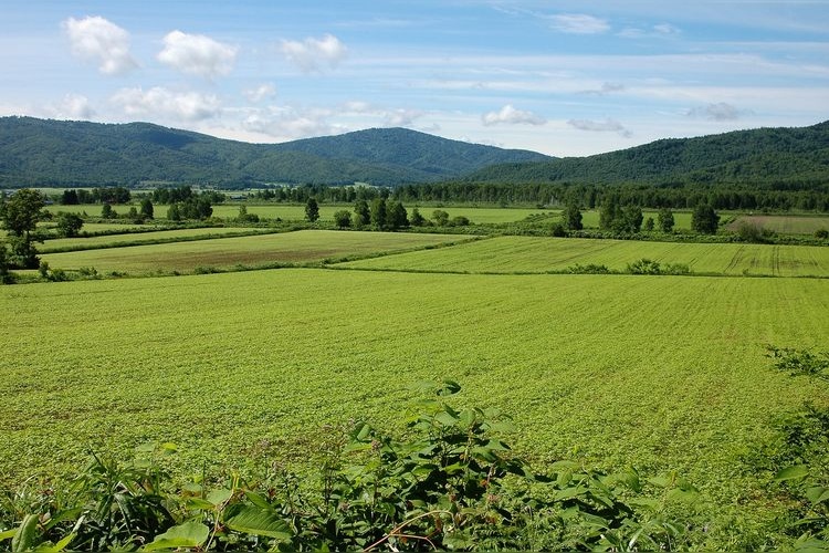 Buckwheat Flower Viewpoint