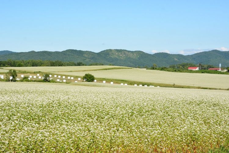 Tourist destination images of Buckwheat Flower Viewpoint(4)