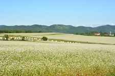 Tourist destination images of Buckwheat Flower Viewpoint(4)