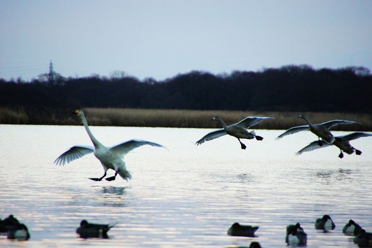 ウトナイ湖の観光地画像(2)