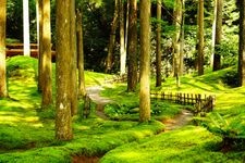 叡智之杜（苔之里）的觀光地圖片(1)