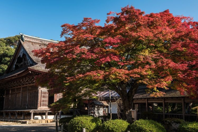 Kin'eizan Myojoji Temple