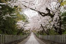 Tourist destination images of Mukō Jinja Shrine(5)