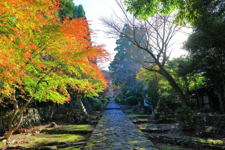 Hiko-san Jingū