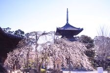 Tourist destination images of Doshoji Temple(2)