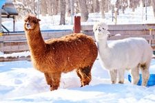 Tourist destination images of Kushiro City Zoo(2)