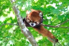 Tourist destination images of Kushiro City Zoo(3)