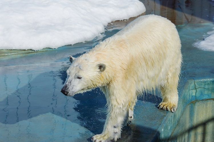 Kushiro City Zoo