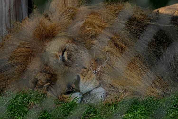 Tourist destination images of Akita City Oomoriyama Zoo(2)