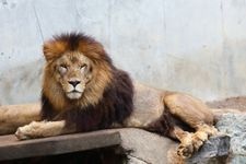 Tourist destination images of Hitachi Kamine Zoo(2)