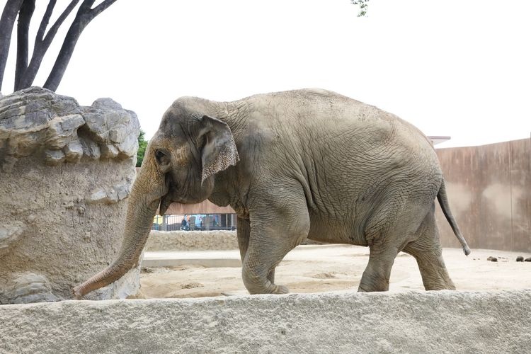 Tourist destination images of Hitachi Kamine Zoo(3)