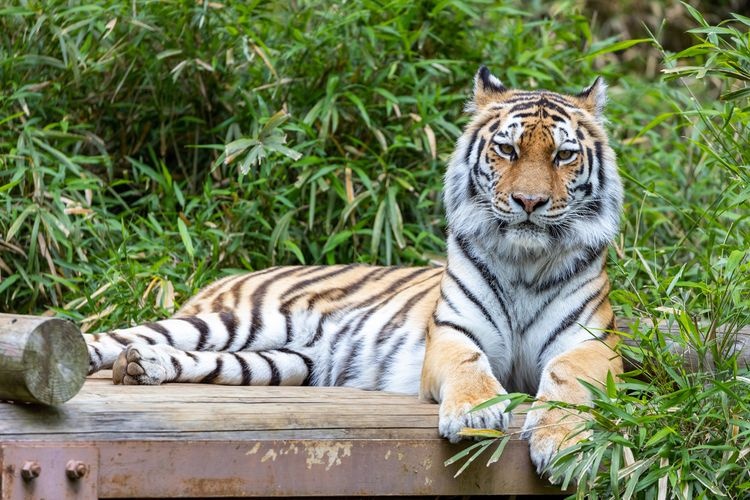 Tama Zoological Park